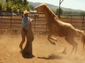 buck brannaman #horses #horse gif #cowboys
