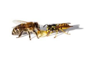 Controlling Bees And Wasps