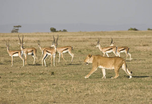 themselves to the always on alert gazelles the chase begins