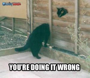 Cats_Doing_it_Wrong_funny_picture