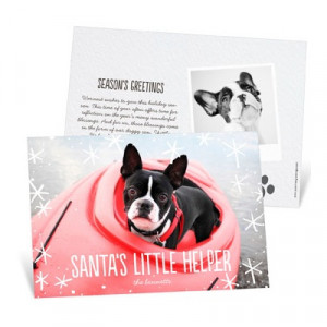 Dog Has His Snow Day Photo Christmas Cards