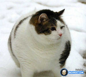 funny fat cats