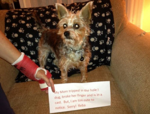Danger dog: 'My mom tripped in the hole dug, broke her finger and is ...