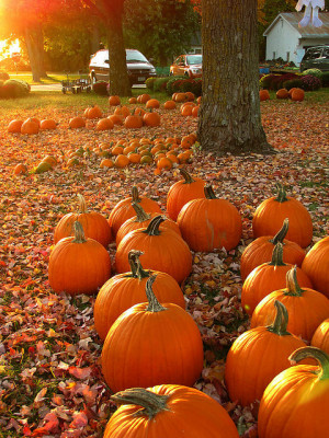 Autumn Pumpkins Tumblr Pumpkins in fall