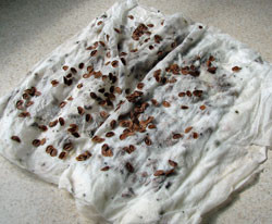 gender stratification in sports articles filipino athletes