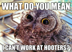 Hilariously Adorable Owl Memes 11