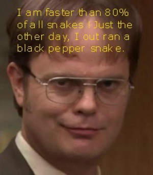 Rainn Wilson as Dwight on the Office is the funniest character on tv