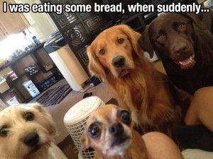 Starting Off The Week With Funny Animal Pictures Seems About Right (20 ...