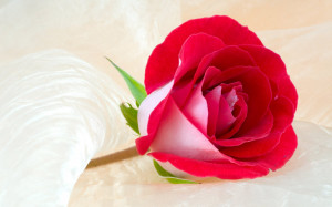 Cute Rose Wallpaper for Love with HD