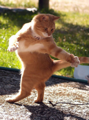 Pin Funny Dancing Fat Cat On Pinterest | Entertaintment News