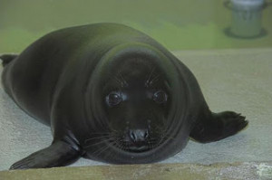 Melanistic Caucasian A black 'melanistic' seal pup