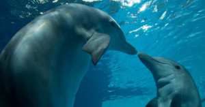 Real Dolphin Tale Winter and Hope