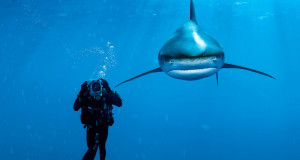 Oceanic Whitetip Shark, Bahamas – Photograph by Brian Skerry , for ...