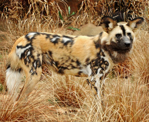 Labels: African Dogs , Hunting Dogs