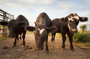 Posted Pat Filed Front