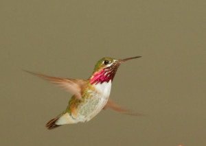 birdnote q&a: hummingbird migration