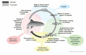 Salmon Life Cycle Alayna