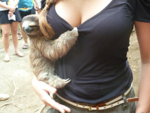 sloth-hug-bewb-boob-girl-1343868436y.jpg