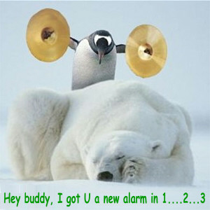 Animal Humor bear funny