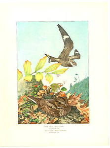 1902-NIGHTHAWK-WHIPPOORWILL-LA-Fuertes-BIRD-Plate-Color-BIRDS-Print ...