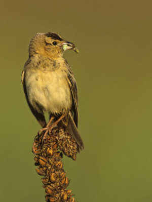 Bobolink, Dolichonyx Oryzivorus, with a Caterpillar in its Bill ...