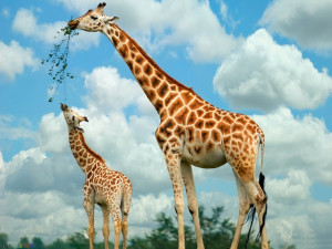 25 Awesome Giraffe pictures For You