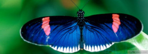 Collection of Butterflies and Butterfly Facebook Cover Timeline ...