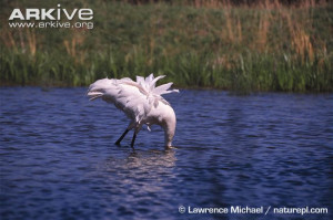 Related Pictures bird pictures whooping crane