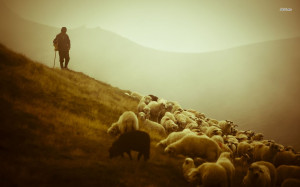 Shepherd and the sheep wallpaper
