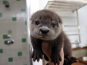 Cute Baby Otters