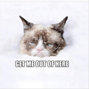 grumpy cat in the snow