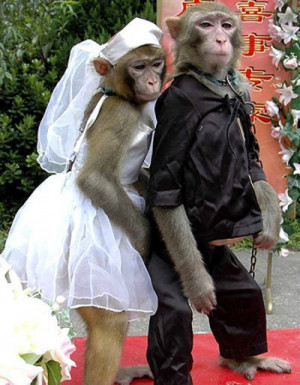 Funny-Monkey-Couple Romeo Juliet