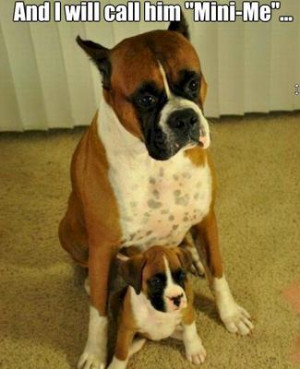 Boxer dog and mini boxer dog