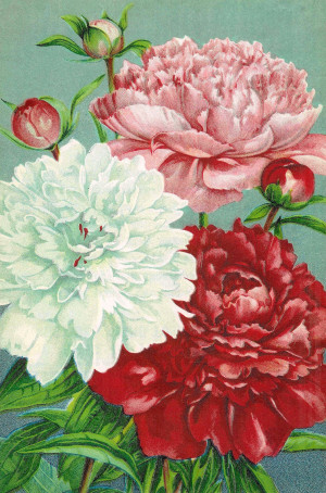 Vintage Red Flower Clip Art HD Wallpaper