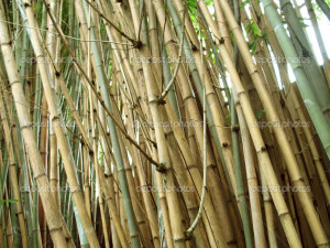 Chinese Bamboo Wall These...