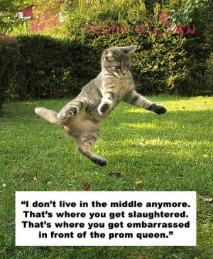 Cats Quote Charlie Sheen