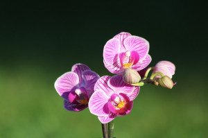 Pretty Purple Orchid Flower