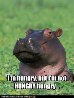 funny hippo pictures