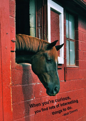 Red Horse Quote Photograph