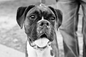 Quotes Love Boxer Dog Deckss