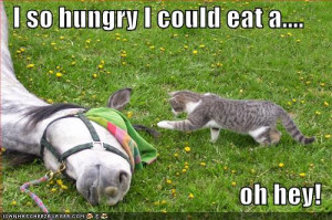 ... funny pictures cat hungry for horse horse pictures funny pictures cat