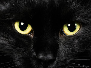 Black Cats' Myths and Beliefs