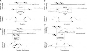 deletion A inversion B tandem duplication C and translocation