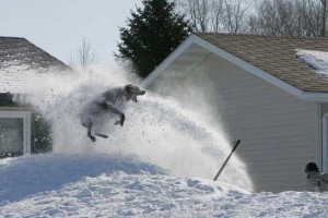 dog is so funny, it eats the snow! This picture show us how many snow ...