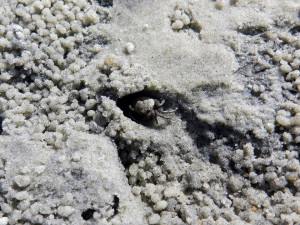 Why, it’s a small sand fiddler crab! Does it care that its new home ...