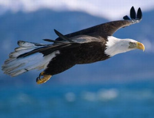 the bald eagle very distinguishable the golden eagle is the only other ...