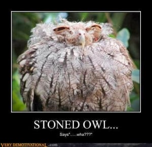 16 Funny Owl Memes