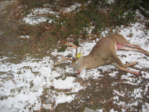 ... buck taken the last friday of rifle season take notice sproul the buck