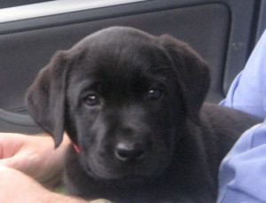 Cute Black Lab Puppy Pictures
