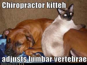 Funny Image- Kitty Chiropractor Atlanta!